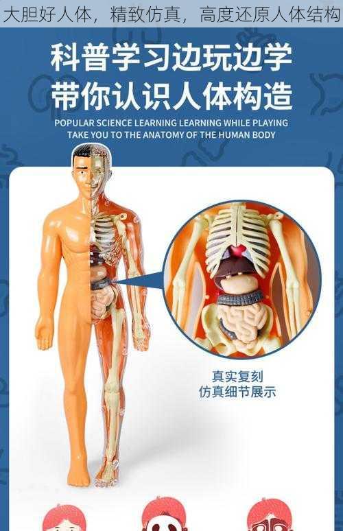 大胆好人体,精致仿真,高度还原人体结构